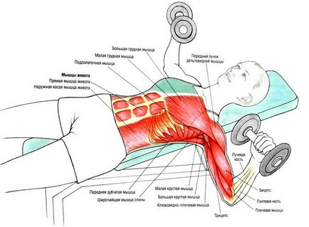 Cum de a crește mușchii pectorali