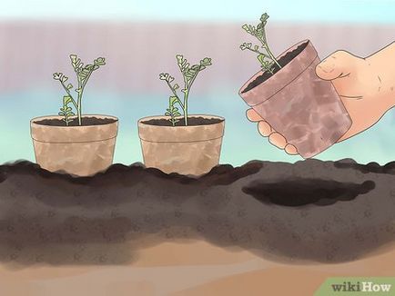 Cum să crească năut