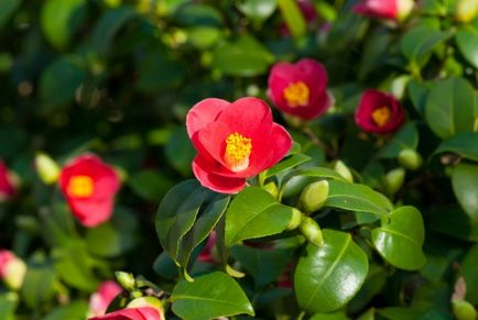 Camellia japoneză acasă