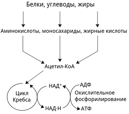 respirația celulară, biologie