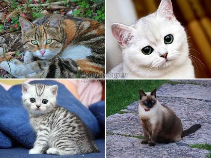 Pseudonime și implicațiile lor pentru pisici