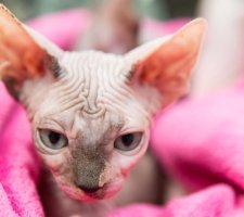 Sphynx rase de pisici