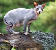 Sphynx rase de pisici