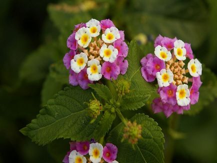 Lantana în creștere