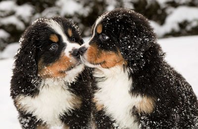 Câini în frig