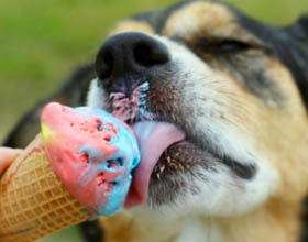 Câine cu înghețată