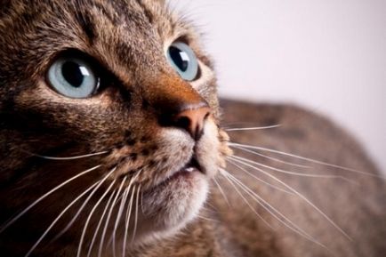 Cum de a trata o pisica curge nasul