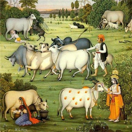 poze de vaca