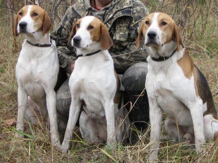 Rase de câini de vânătoare