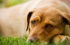 Simptomele de piroplasmozei la câini