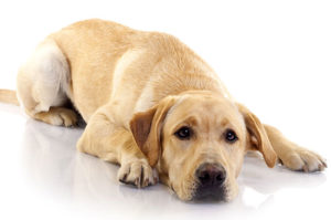 Simptomele de piroplasmozei la câini