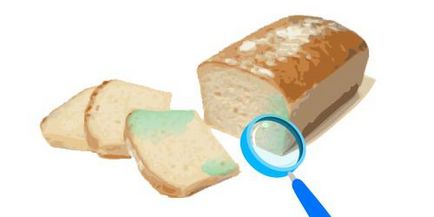 Cum mucegăit pâine