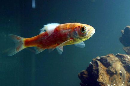 De ce mor peștii în acvariu