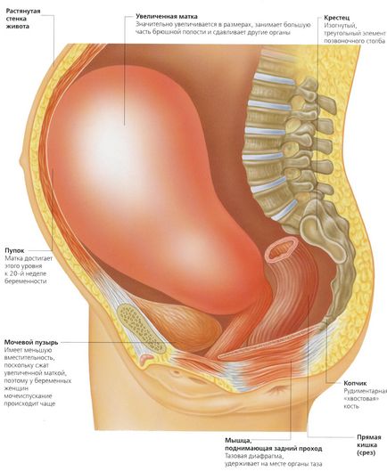 Ce poate provoca tonusul uterin