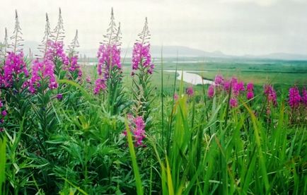 Cât de util fireweed