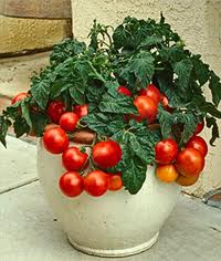 Tomate în ghivece