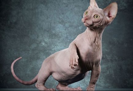 Sphynx rase de pisici