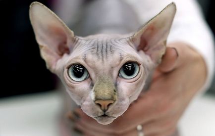 Sphynx rase de pisici