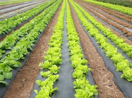 Cultivarea salata verde în câmp deschis