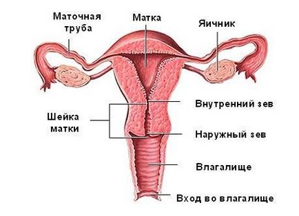 Însămânțarea canalului cervical care este