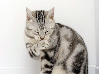 Cum de a trata o pisica curge nasul