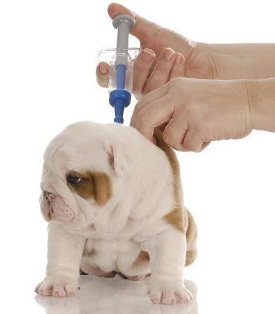 Cum vaccinări pentru catei