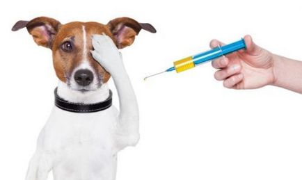 Cum vaccinări pentru catei