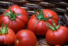 tomate Ultrarannie