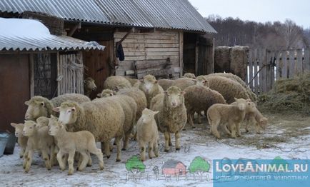 mare de ovine