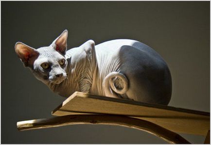 Sphynx rase de pisici