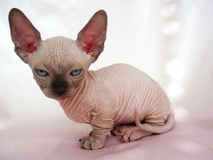 Sphynx rase de pisici