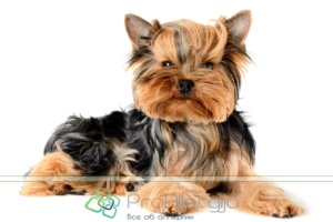 Yorkshire Terrier si alergic la el