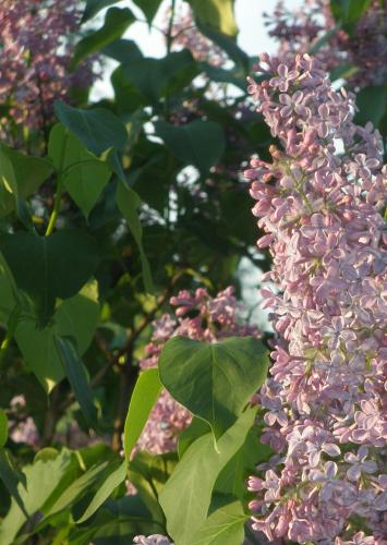 Liliac într-o casă