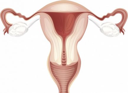 Cum de a restabili uterului