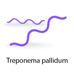 Treponema pallidum-l