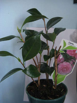 Camellia japoneză acasă