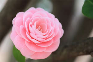 Camellia japoneză acasă