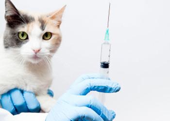 Când să se vaccineze pisica