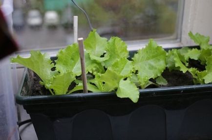 Cultivarea salata verde în câmp deschis
