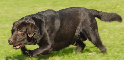 Cum să aibă grijă de un Labrador catelus