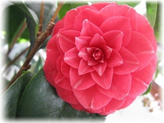 Camellia japoneză acasă