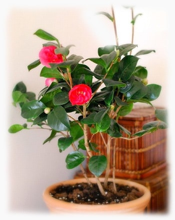 Camellia japoneză acasă