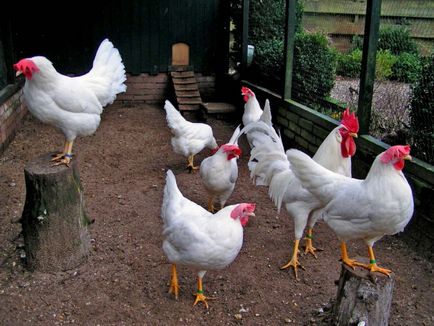 găini ouătoare rasa descriere, fotografii, clipuri video și recenzii