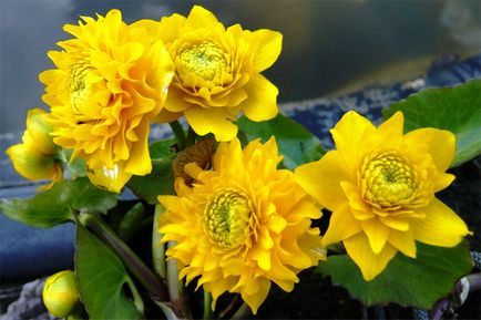 11 cele mai vechi flori de primăvară în grădină, listofbest