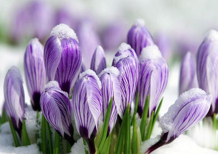 11 cele mai vechi flori de primăvară în grădină, listofbest