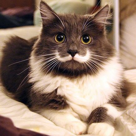 20 dintre cele mai renumite pisica din Internet