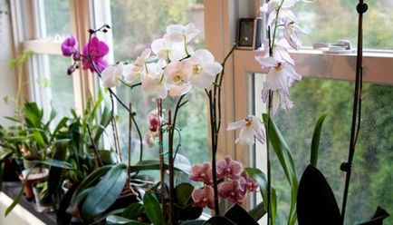 adaptarea la condițiile interne Orchid, conac