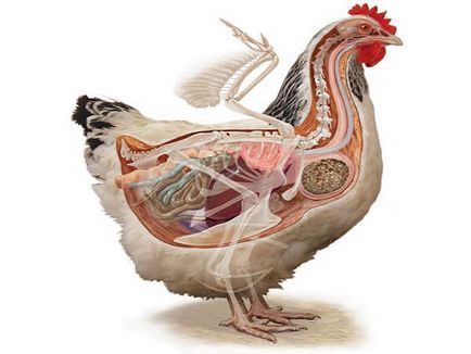 Anatomia găinilor de pui în imagini și video - Totul despre pui