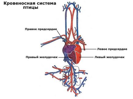 Anatomia pui familiarizat cu structura scheletului și organele interne ale păsărilor de curte