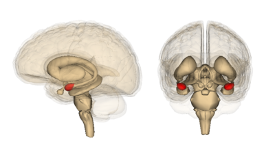 anatomia creierului